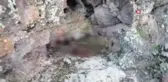 Dağ keçisini vuran şahıs yakalandı