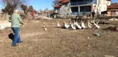 Yetiştirdiği kazlar adeta kapışılıyor