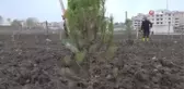 Karesi'de fidanlar toprakla buluşuyor