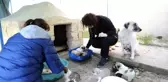 Barınakta buluşan hayvan severler, köpeklere kulübe yaptı
