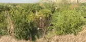 Mandalina üreticileri sezonu 