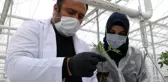 Sibirya soğuklarında domates üretilecek