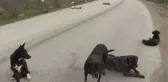 Sokak kısıtlamasında 