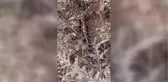 Keban'da benekli semender görüntülendi