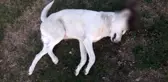 Köpeği vuran avukat serbest kaldı