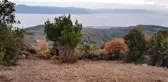 Korona virüsü fırsat bilen uyanıklar, devlet arazilerine kondu