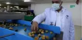 Aydın incirine olan talep her geçen gün artıyor