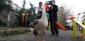 Beslediği kazla sokaklarda geziyor