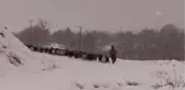 Dağ köylerinde yaşayan besicilerin keçileriyle zorlu yolculuğu