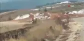 Geyik sürüsü yerleşim alanı yakınlarında görüntülendi