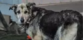 Tiner dökülerek yakılan köpek yaşama tutundu