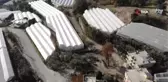 Alanya'da şifası saymakla bitmeyen alabaşın hasatı başladı