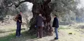 Tarihi zeytin ağaçları için tescil çalışması yapılıyor