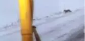 Kurt sürüsü karayoluna indi