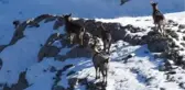 Dağ keçileri sürü halinde görüntülendi