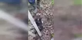 GÜMÜŞHANE - Çitin tellerine sıkışan köpek yavrusu kurtarıldı