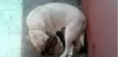 Yavru köpekler donmaktan son anda kurtarıldı