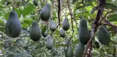 Avokado yağı üretimine başlandı