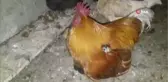 Horoz civcivlere annelik yapıyor