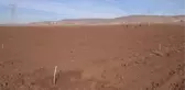 Fıstık yetiştiriciliğine ilgi artıyor
