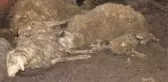 Hayvancılıkla geçimini sağlayan aile yılın son günü dehşeti yaşadı! Sokak köpekleri 63 koyunu telef etti