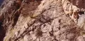 Yabani dağ keçileri drone ile görüntülendi