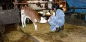 12 yaşındaki kız çocuğu, biriktirdiği harçlıklarla 3 buzağı alıp çiftçiliğe atıldı