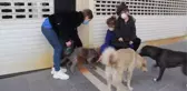 Son Dakika | Kırıkhan Belediyesi sokak hayvanlarını yalnız bırakmadı