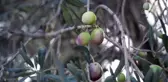 BALIKESİR - Zeytin üreticilerinin 