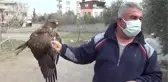 Yol kenarında yaralı bulunan kızıl şahin tedavi altına alındı