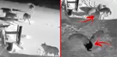 Alaska değil Ardahan! Köye inen kurt sürüsü karşılarına çıkan 2 köpeği böyle parçaladı