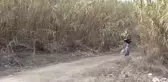 Çizgili gerdanlı kırlangıç gözlemlendi
