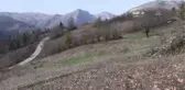 KASTAMONU - Küre Dağları'nda kardelenler karsız açtı