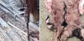 Avladıkları yaban keçisini döner yapıp yerken yakalanan kaçak avcılara 33 bin TL ceza