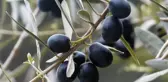 Zeytin yaprağının koronavirüsü parçaladığı bilimsel olarak ortaya kondu