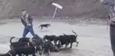 Denizli'de avcı vahşeti! Vurdukları yavru domuzu, köpeklere parçalattılar