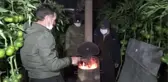 Domates üreticileri seralarında 