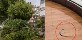 Antalya'da inanılmaz görüntü: Denizdeki balık fırtınanın etkisiyle 60 metre uzaklıktaki evin balkonuna uçtu