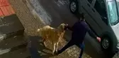 Sokak köpeğinin saldırısına uğrayan adam yumruk darbeleriyle kurtulabildi