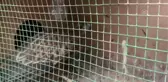 ZONGULDAK - Uçamayan şahin tedaviye alındı