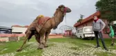 Manisalı aile dededen toruna 3 kuşaktır deveciliği yaşatıyor