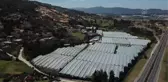 Kolombiya'da Sevgililer Günü öncesi çiçek üretimi