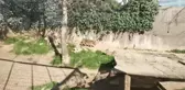 Darıca'daki Faruk Yalçın Hayvanat Bahçesi yeniden ziyarete açıldı