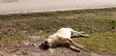 Zehirli balık kafalarından yiyen 8 çoban köpeği telef oldu