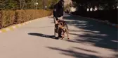Emniyet'in görev köpeği mamasını sokakta kalan dostuyla paylaştı