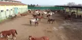 ESKİŞEHİR / BURSA - Şampiyon adayı taylar dünyaya gözlerini açmaya başladı
