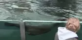 Central Park Hayvanat Bahçesi kar yağışı sonrası beyaza büründü