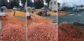 Süt banyosu ve dönerle danstan sonra skandal bir video daha! Çürümüş portakallar meyve suyu olacak