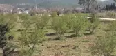 Badem çağlası hasadına başlandı