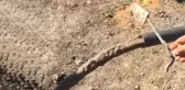 Sondaj kuyusundan çıkan buhar alev alınca, 